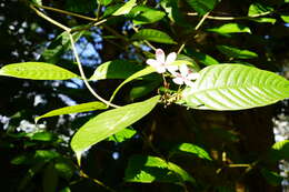 Image of Kopsia fruticosa (Ker-Gawl.) A. DC.