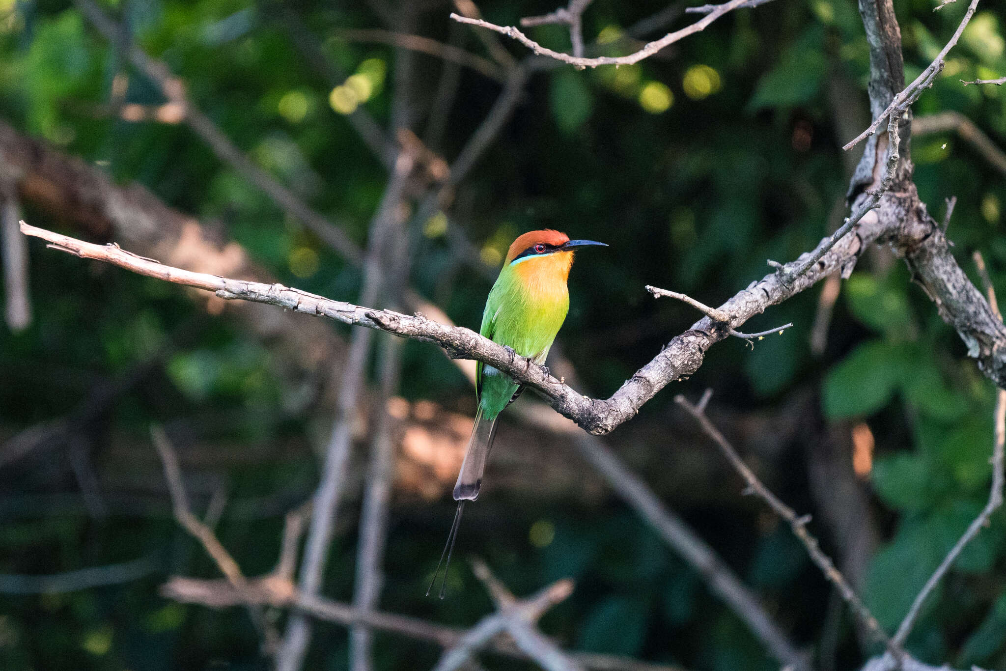 Image of Böhm's Bee-eater