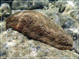 Image of Brownfish