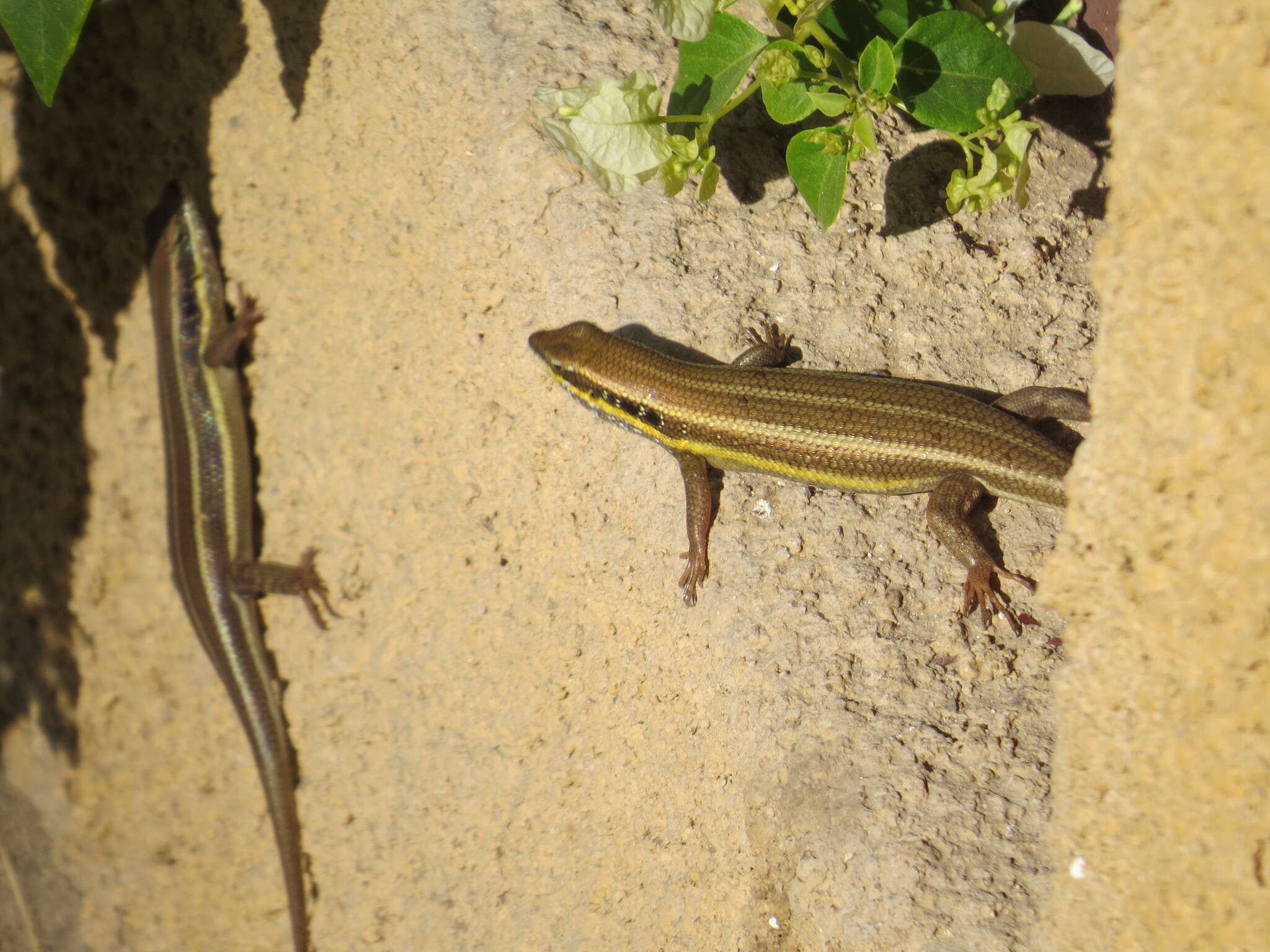 Image of African Five-lined Skink