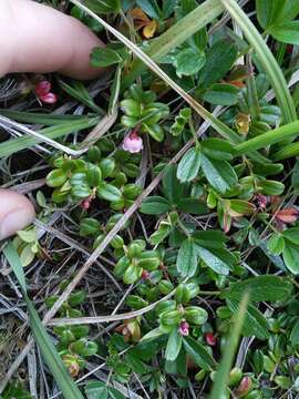 Image of northern mountain cranberry