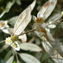 Image of Rhodomyrtus sericea Burret