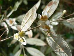 Image of Rhodomyrtus sericea Burret