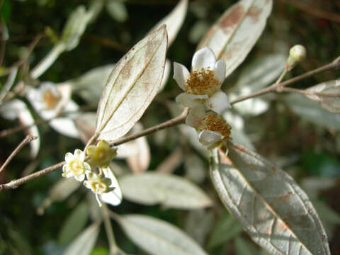 Sivun Rhodomyrtus sericea Burret kuva