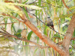 Image of Lavender Waxbill