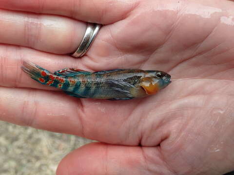 Sivun Etheostoma spectabile (Agassiz 1854) kuva