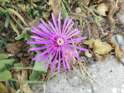 Imagem de Delosperma cooperi (Hook. fil.) L. Bol.