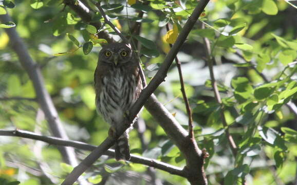 Image of Mountain Pygmy Owl