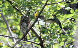 Image of Mountain Pygmy Owl