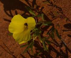 Image of Oxalis namaquana Sond.