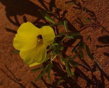 Image of Oxalis namaquana Sond.