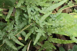 Image of Lygodium venustum Sw.