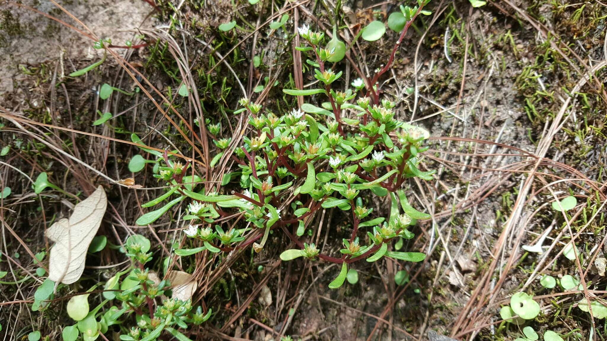 Image of Sedum jaliscanum S. Wats.