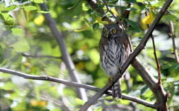 Image of Mountain Pygmy Owl