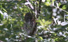 Image of Mountain Pygmy Owl