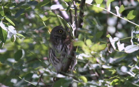 Image of Mountain Pygmy Owl