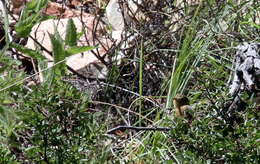 Image of Buff-breasted Flycatcher