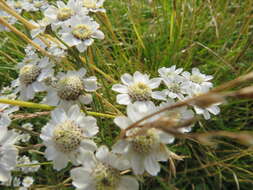 Image of Sneezeweed