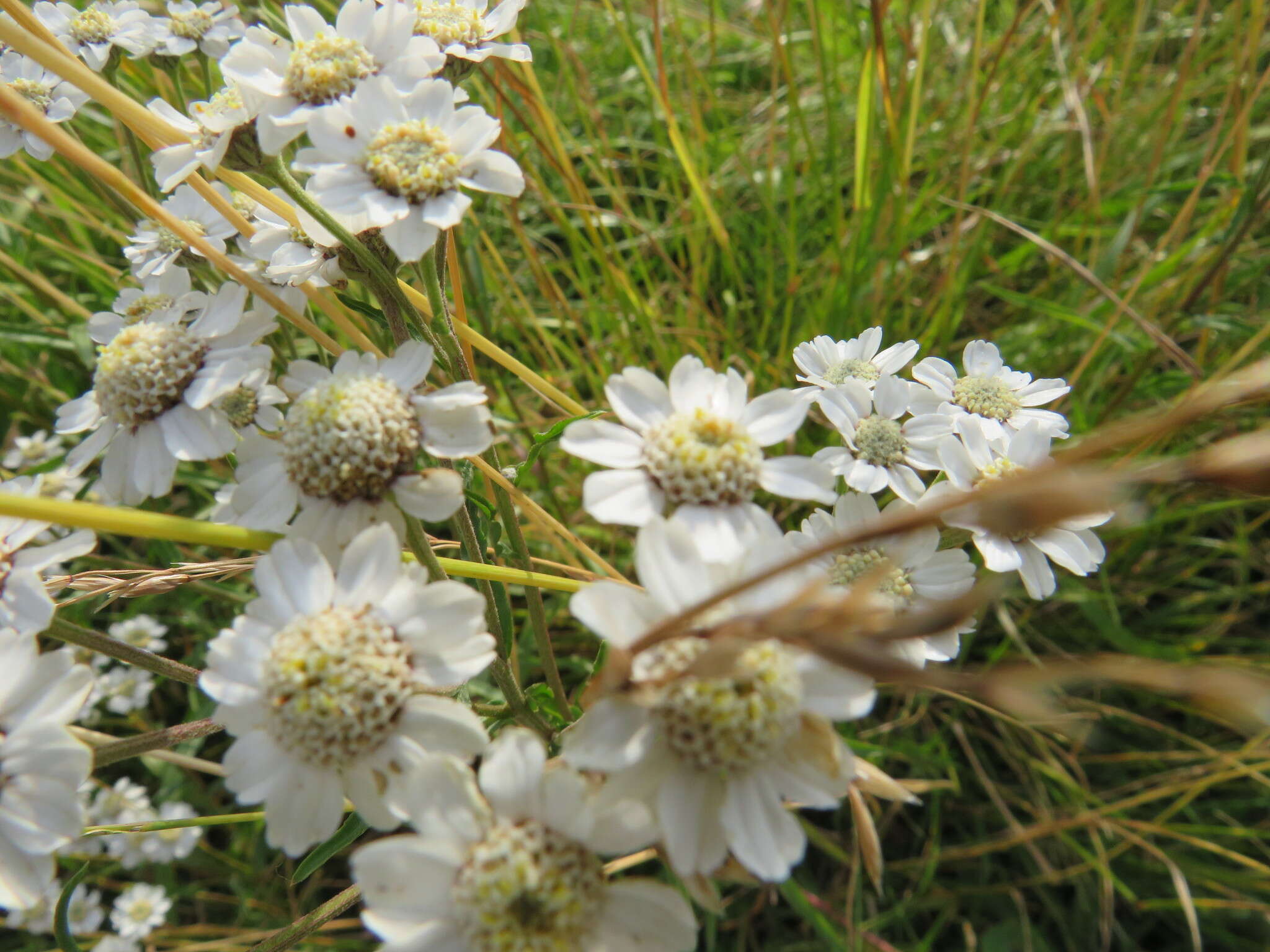 Image of Sneezeweed