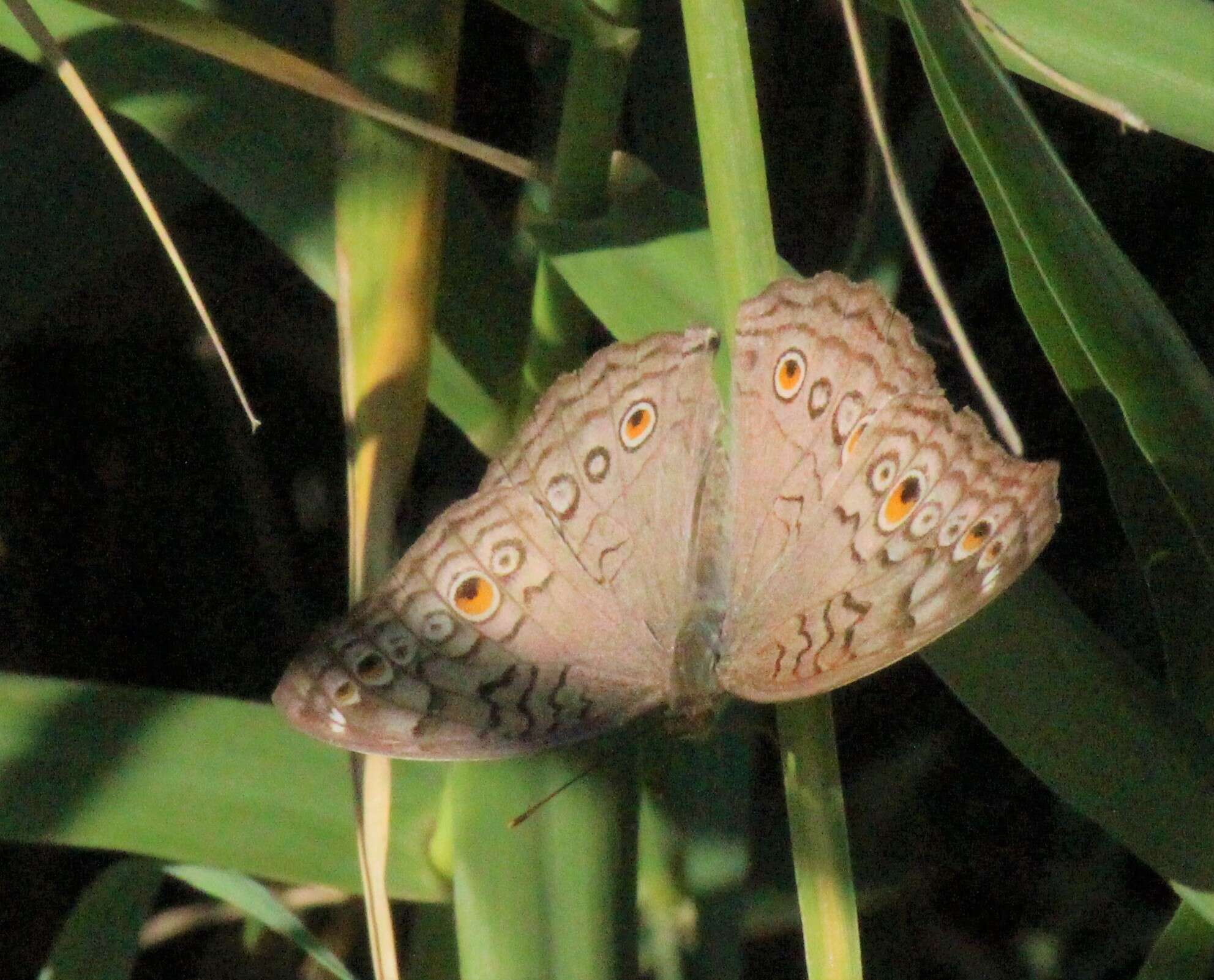 Image of Grey Pansy Butterfly