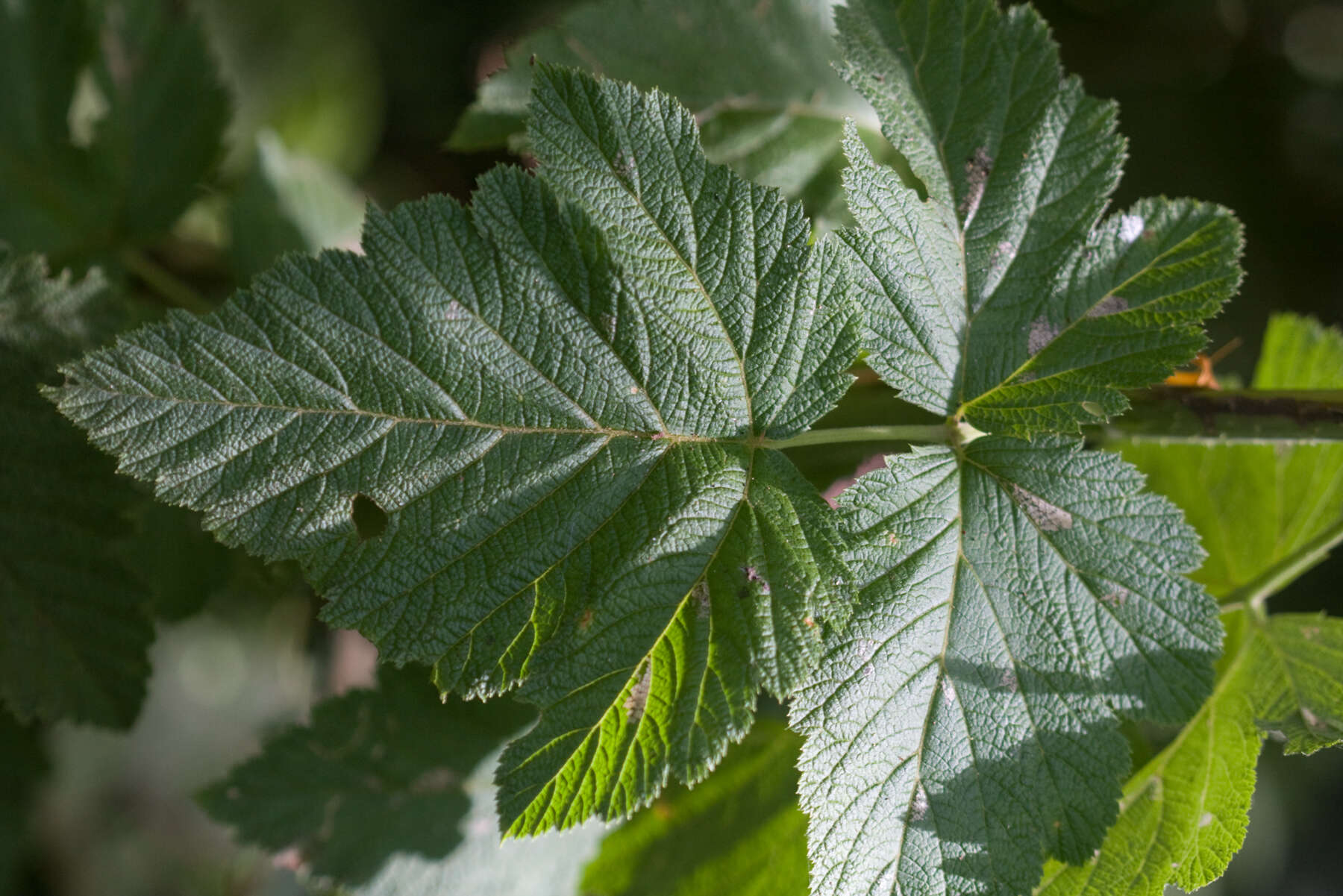 Слика од Rubus hawaiensis A. Gray