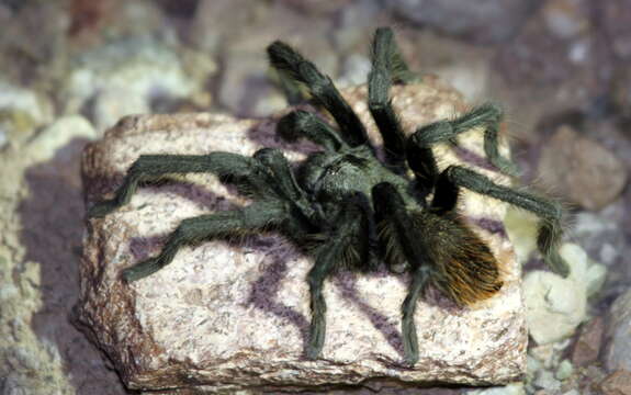 Image of Desert Blond Tarantula