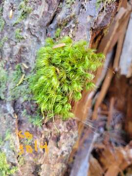 Image of dicranum moss