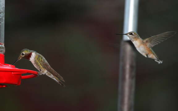 Image of Broad-tailed Hummingbird