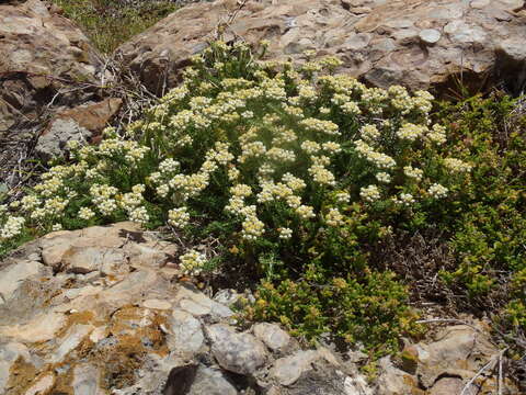 Image of Needle Everlasting