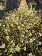 Image of Mojave sage