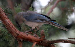 Image of Mexican Jay