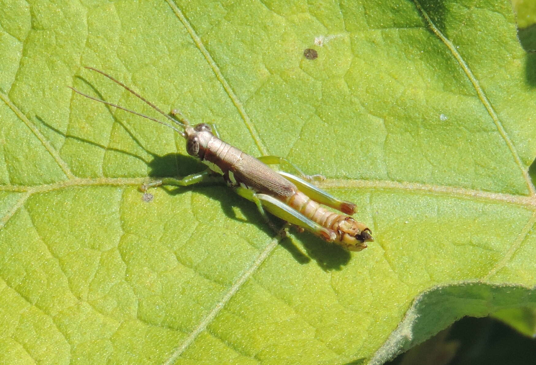 Image de Proctolabus cerciatus Hebard 1925