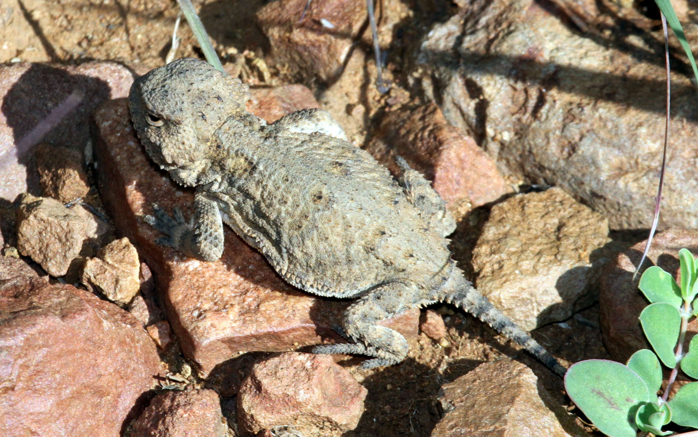 Image of Greater Short-horned Lizard