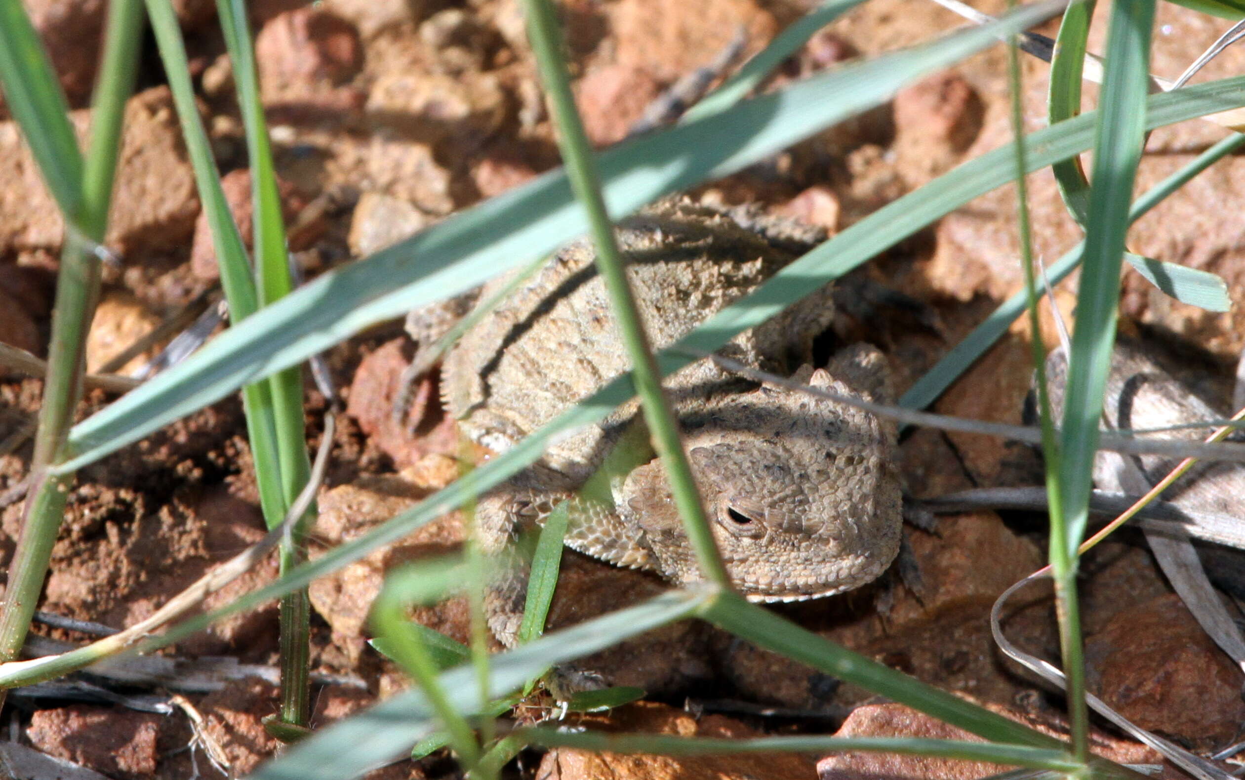 Image of Greater Short-horned Lizard