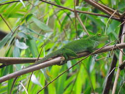 Anolis biporcatus (Wiegmann 1834)的圖片