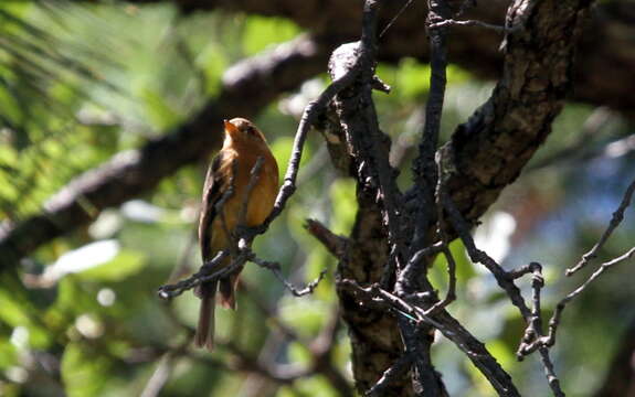 Image of Tufted flycatchers