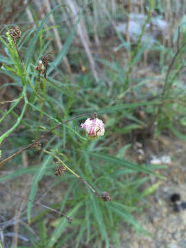 Image of cliff desertdandelion