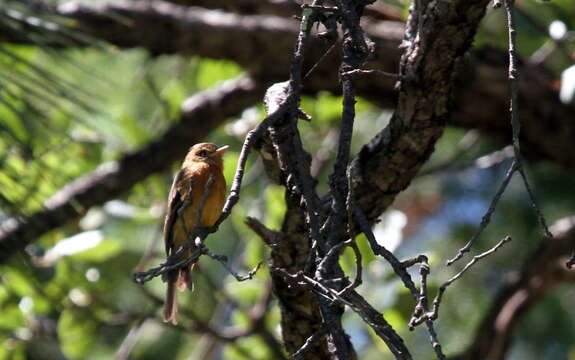 Image of Tufted flycatchers