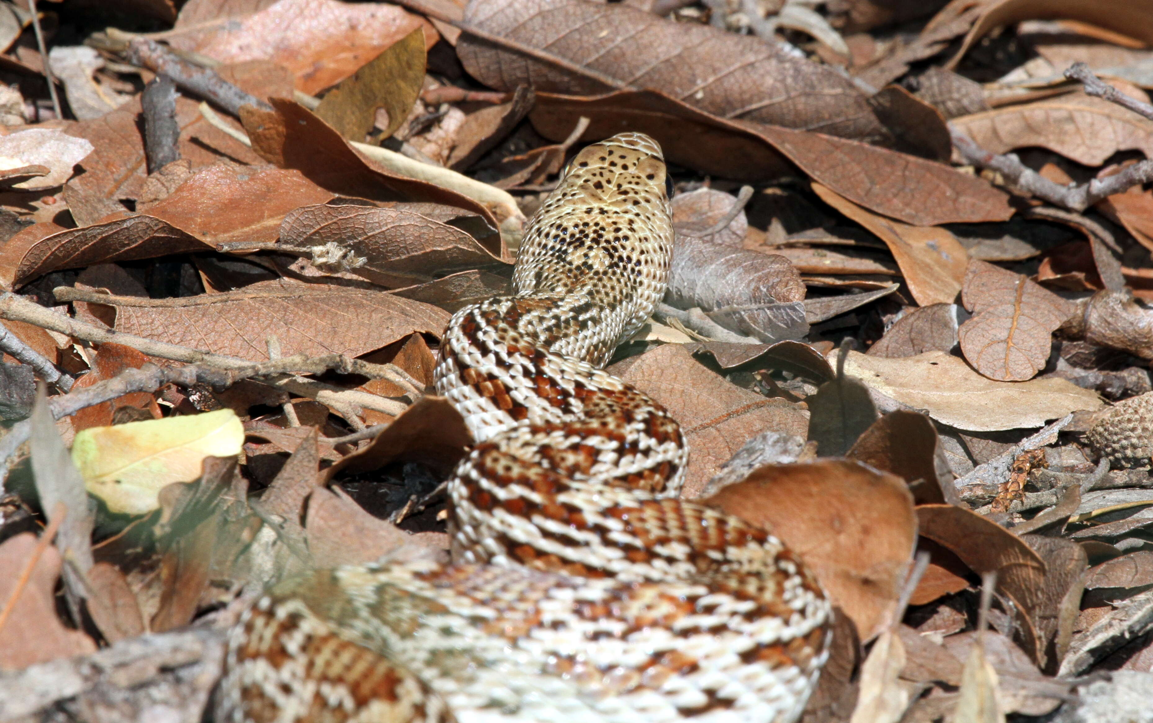 Pituophis catenifer catenifer (Blainville 1835)的圖片