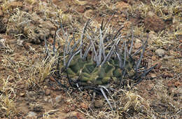 Image of Stenocactus coptonogonus (Lem.) A. Berger