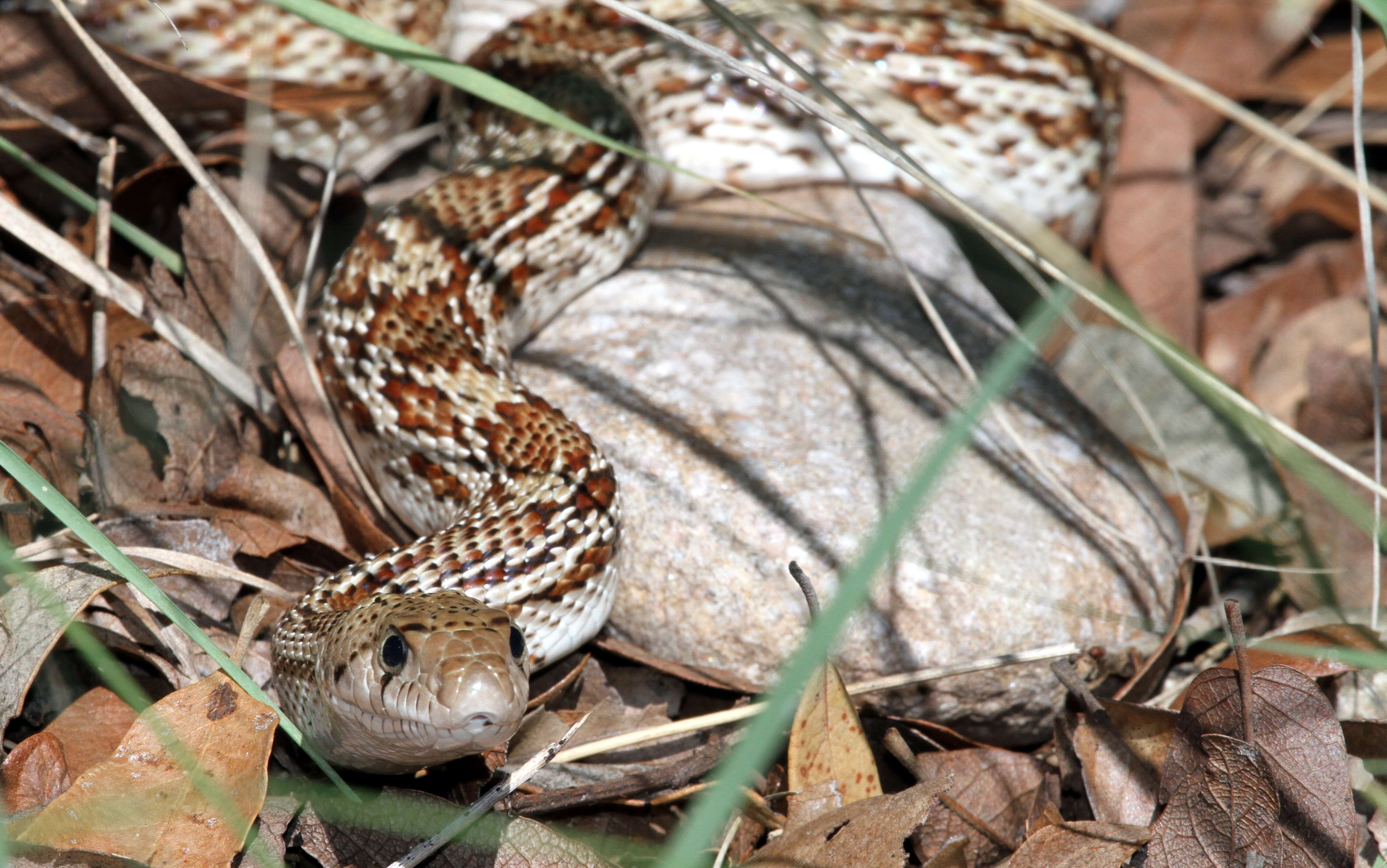 Pituophis catenifer catenifer (Blainville 1835)的圖片