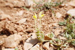 Image of Scutellaria orientalis L.