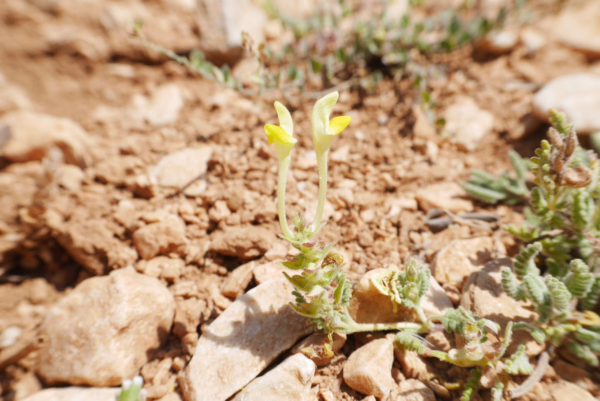 Image of Scutellaria orientalis L.