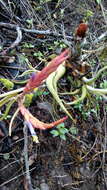 Image de Tillandsia caput-medusae É. Morren