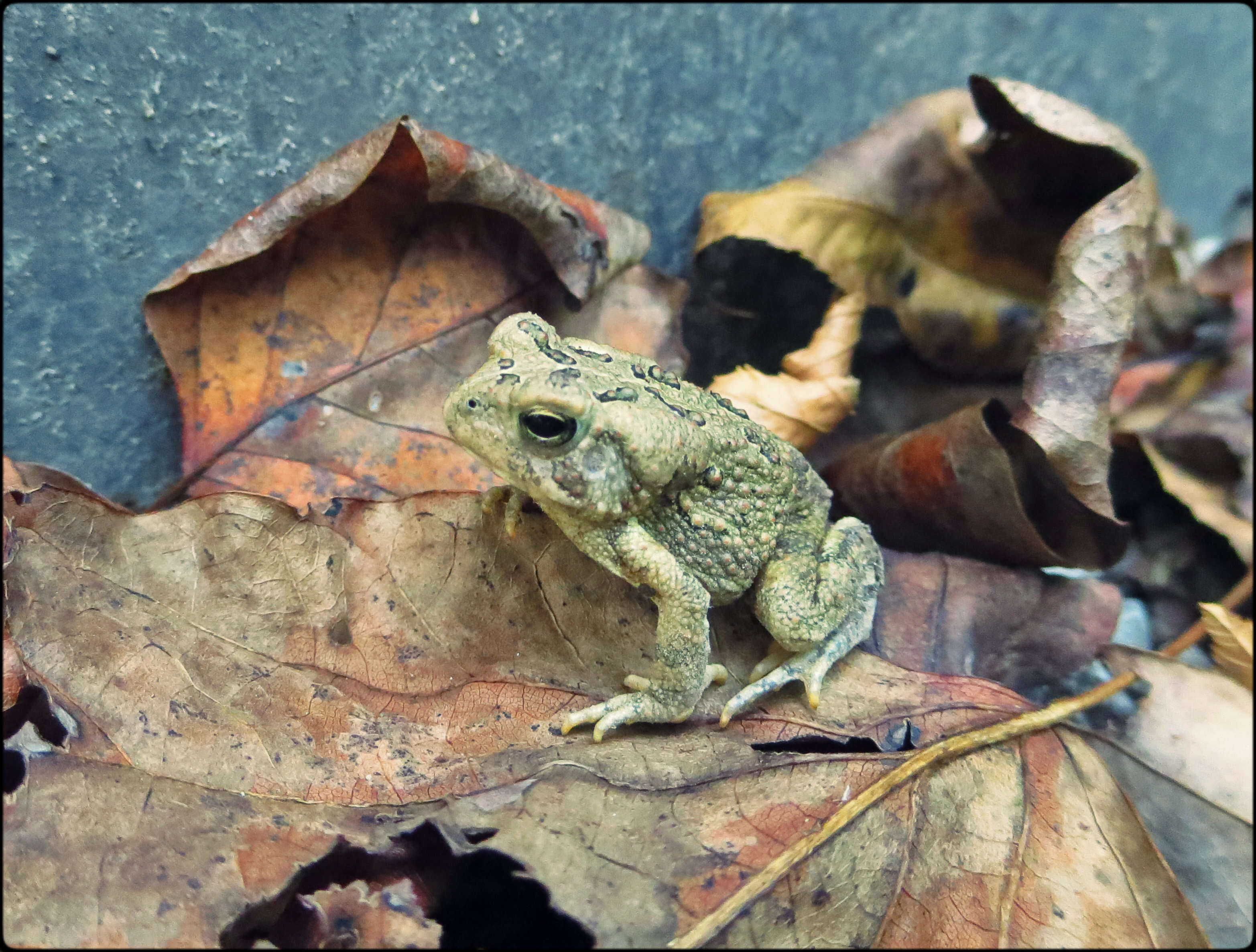 Imagem de Anaxyrus americanus (Holbrook 1836)