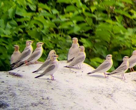 Image of Grey Pratincole