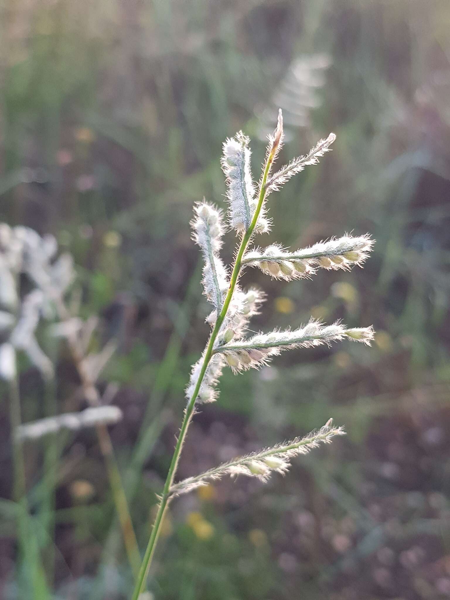 Plancia ëd Brachiaria nigropedata (Munro ex Ficalho & Hiern) Stapf