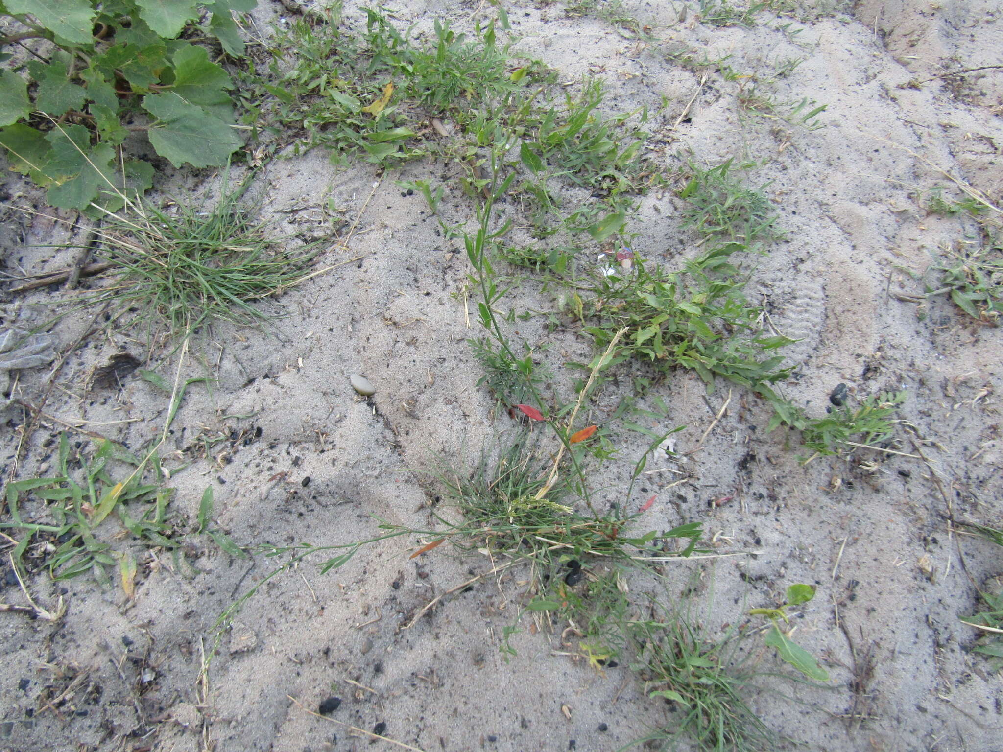 Слика од Polygonum patulum subsp. patulum