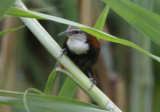 Image of Black-bellied Wren