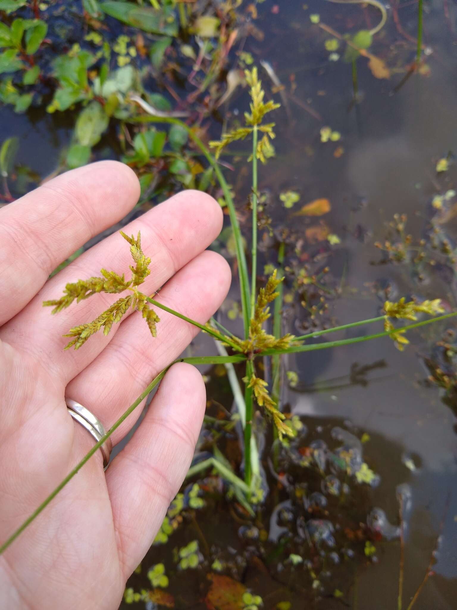 Imagem de Cyperus iria L.